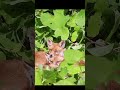 Fox cubs in the sunshine