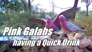 A Pair of PInk Galahs Drinking