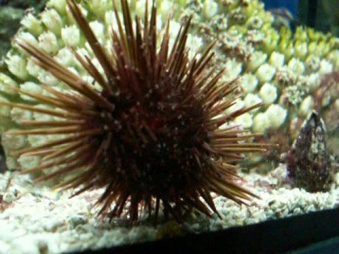 морской еж арбузик. морской еж в аквариуме. улитка водорослеед. еж меспилия ("арбузик"). морской еж в шляпе.