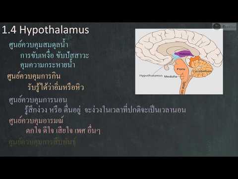 ชีววิทยา เฉลย 9 วิชาสามัญ 59 ข้อ 28 : สรุป Hypothalamus