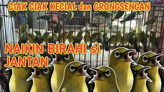 CIAK CIAK KECIAL DAN GRONGSENGAN UNTUK NAIKIN BIRAHI SI JANTAN