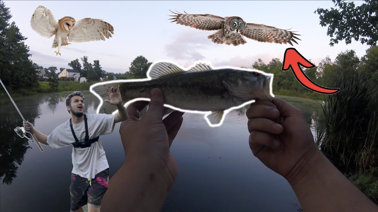 Bass Fishing in OWL INFESTED Park!