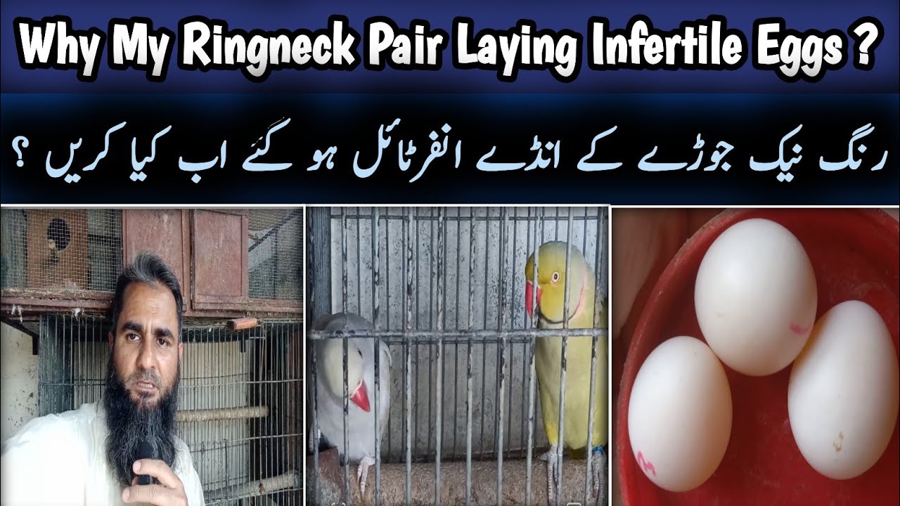 Why My Ringneck Pair Laying Infertile EggsRingneck Infertile Eggs