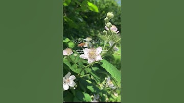 #quran | سورة النحل الشيخ ماهر المعيقلي