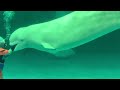 鴨川シーワールド 可愛いベルーガ(Beluga )Delphinapterus leucas( Kamogawa Seaworld )