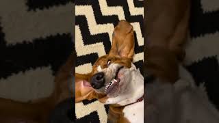 Hilarious Dog Lights Up the Room with Goofy Smile!