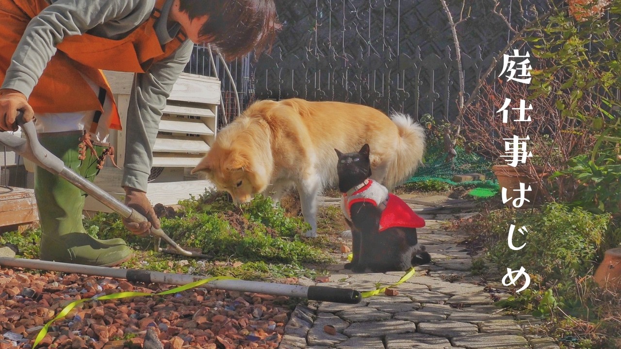 犬猫と過ごす庭時間🌿春を迎える準備、庭で動いてひなたで休む☕