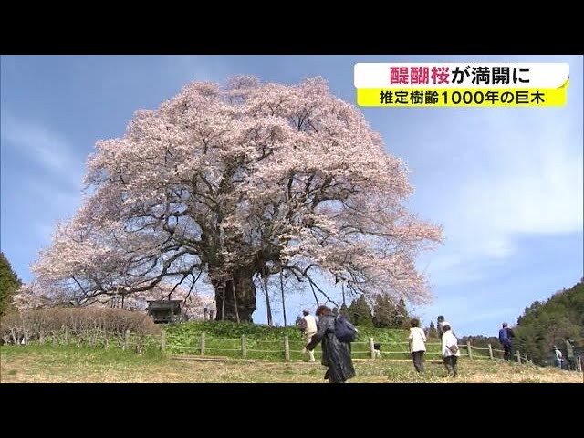 後醍醐天皇が讃えた”伝説の一本桜” 山里の風景にそびえ立つ「醍醐桜