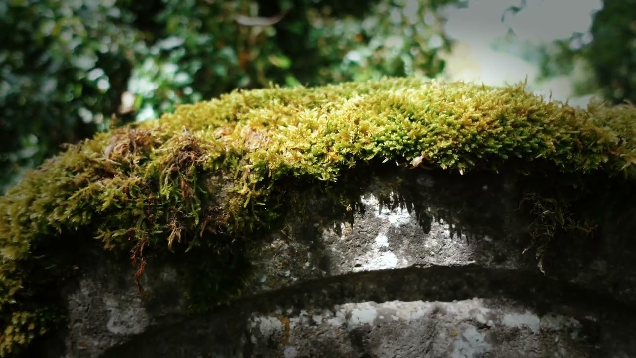 Ein uralter Jüdischen Friedhof gut versteckt hinter anzähligen Bäumen.. Lasst euch verzaubern🥰
