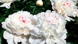 A legendary variety! The Festiva Maxima peony that looks like a million bucks.