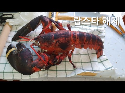 <strong>랍스타</strong> 해체ㅣ태어나 첨 만져봄ㅣ랍스타찜 4 5kg