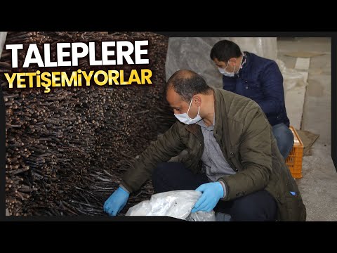 Tokat Bağ Yaprağı Fidanı Taleplerine Yetişmeye Çalışıyorlar