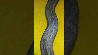 Jangan Berkedip Lihatlah Aura Ungu Di Bilah shorts tosanaji keris