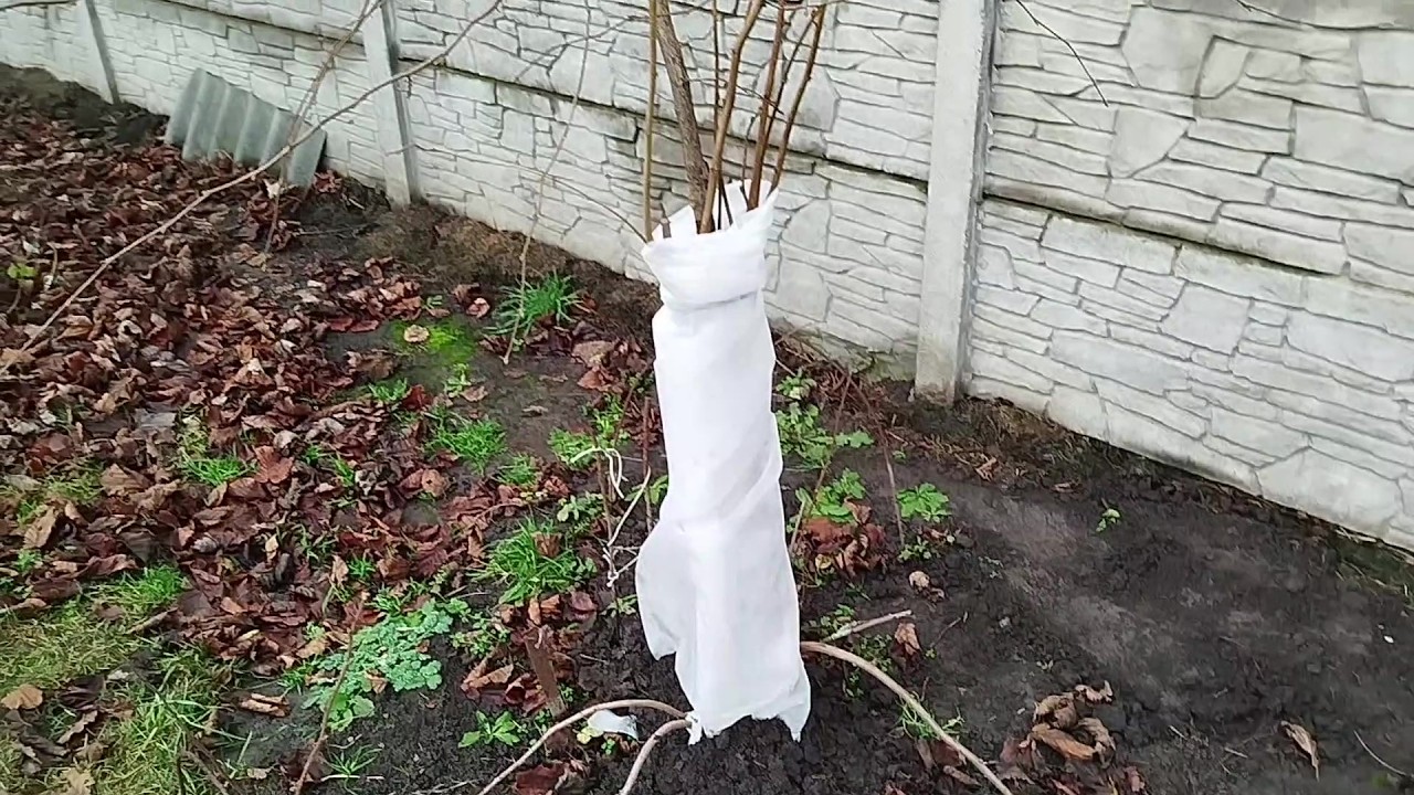 Кінець сезону 2025 р.