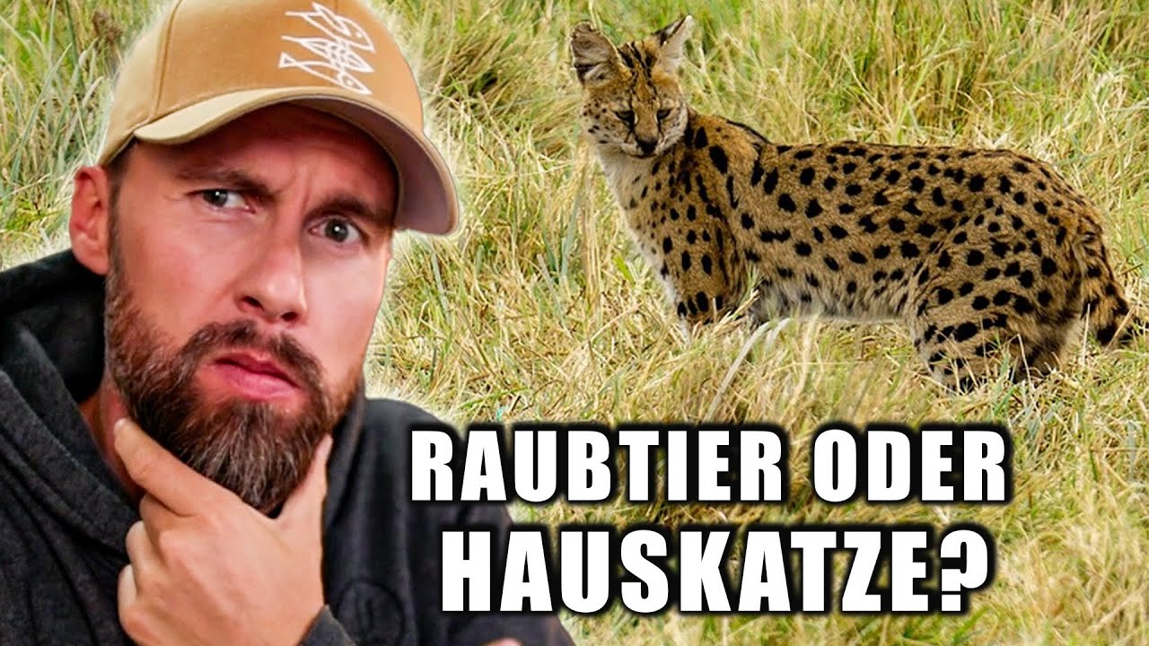 GROßKATZE sorgt für ALARM in SACHSEN-ANHALT - Was ist passiert? | Robert Marc Lehmann reagiert