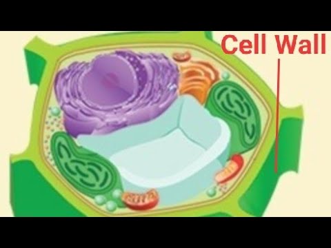 Cell: Cell Wall - Structure and functions - YouTube