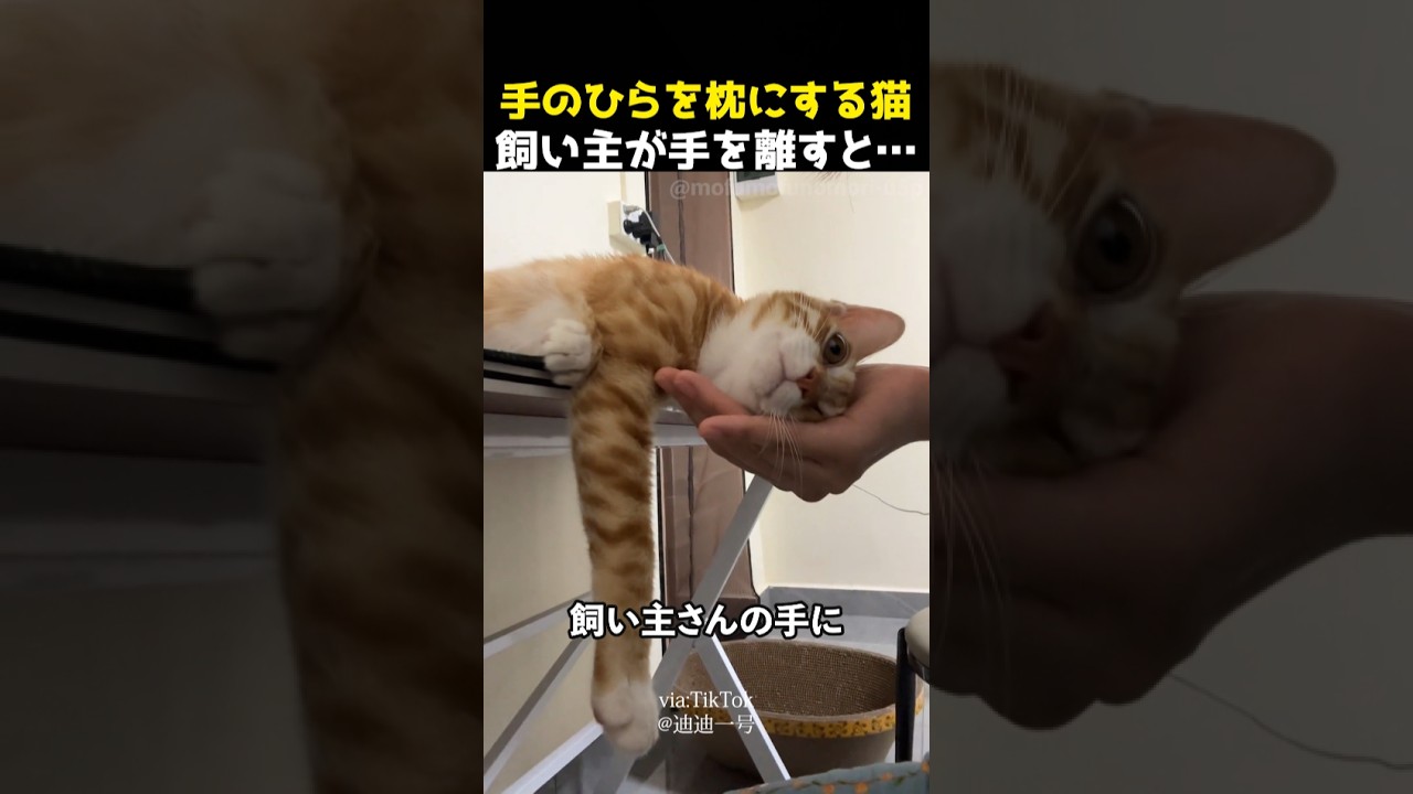 手のひらを枕にする猫 飼い主が手を離すと…
