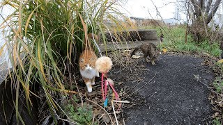 おもちゃを使って可愛い子猫達を釣ろうとしたけど・・・