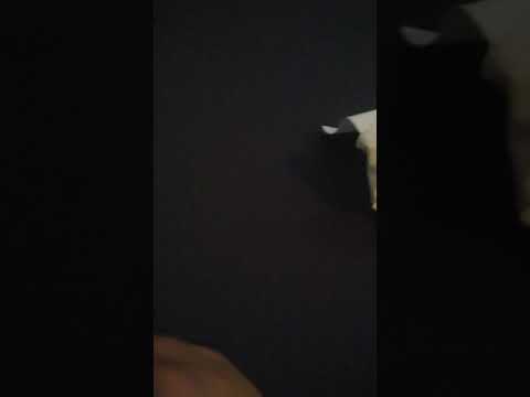 I found a bloody mask at the end of the woods