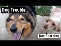 Dog Trouble - Dog Boarding & Day Care Dog Trouble - Dog Boarding & Day Care