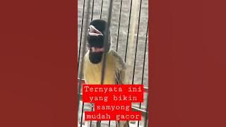 Download lagu Rahasianya ternyata ini yang bikin samyong mudah gacor