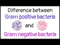 Difference between gram positive and gram negative bacteria 