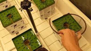 Photontek X 600w Pro Grow Diary ep2
