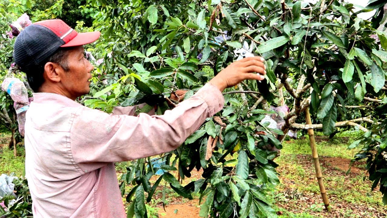 Jangan ngawur pangkas kelengkeng,ini teknik pangkas yang benar
