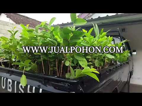 Bibit Jambu Kristal Merah Terbaik untuk Hasil Panen Maksimal! (Proses Kirim)