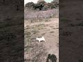 放牧状態の保護犬コマメ