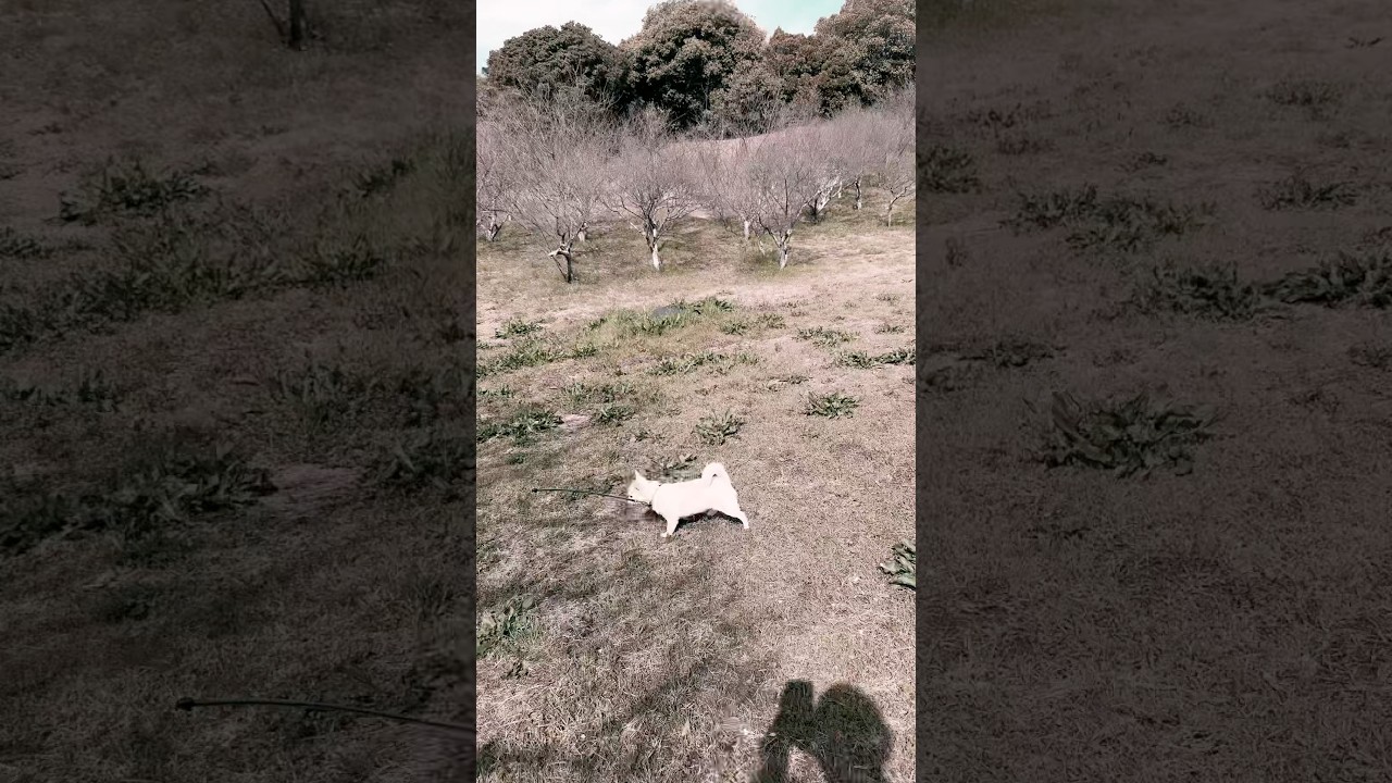 放牧状態の保護犬コマメ