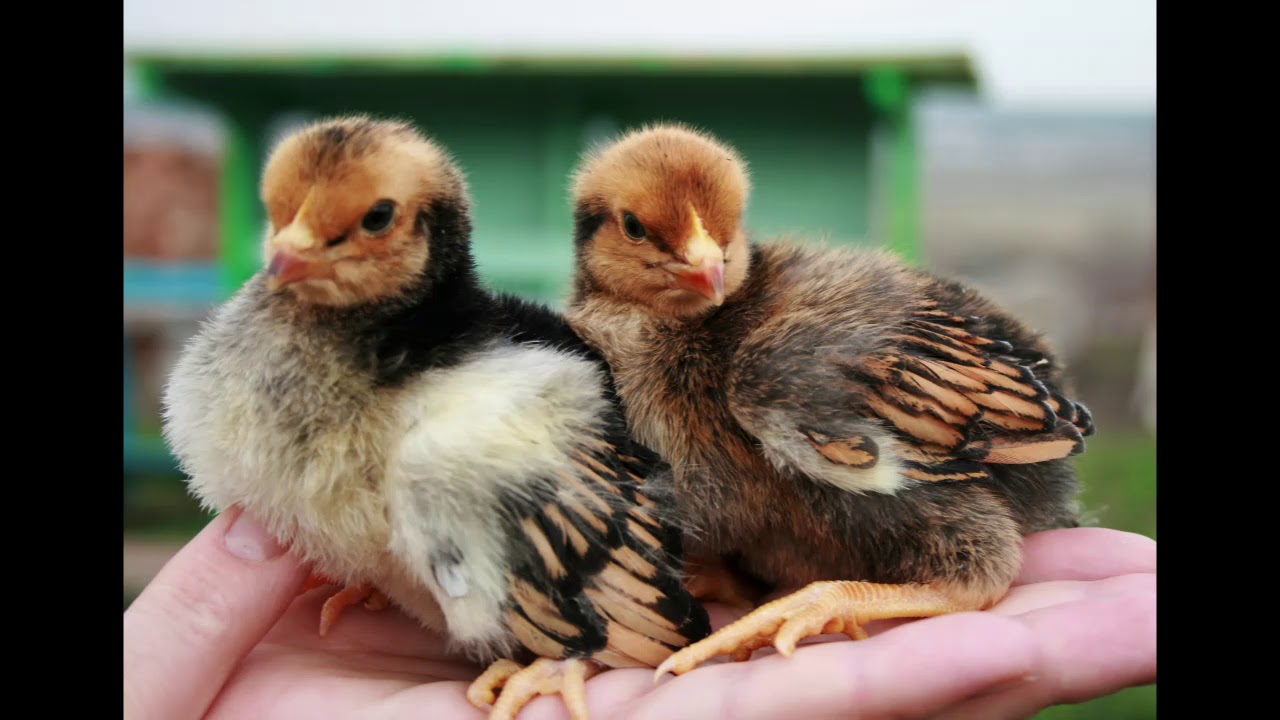 Екатерина куры Леггорны Наша молодёжь - YouTube