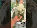 魚の口を開け、吐き出される多数の稚魚：親魚の口内保育と放出行動の一瞬
