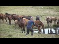 The horse tries to attack man | Kyrgyzstan