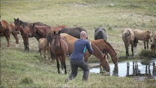 The horse tries to attack man | Kyrgyzstan