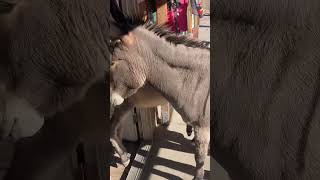 Wild West Town Overrun With Wild Donkeys