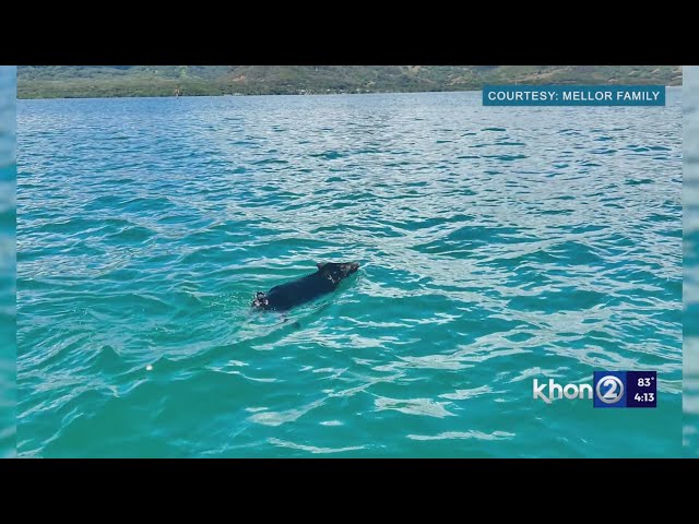 WATCH: Kailua family rescues pig two miles out at sea - YouTube