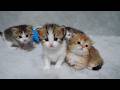 These brother and sister kittens staring intently at me are so cute...