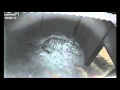 Первый выход из вольера спасенного тигренка/First appearance outside of the cage for the rescued cub