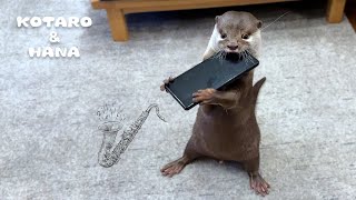 Otter Playing Saxophone on a Phone