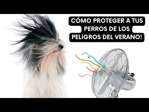 Video: So Perro y los Peligros del Verano