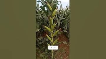 Cây Ngô Đột Biến Có 1 0 2 #100