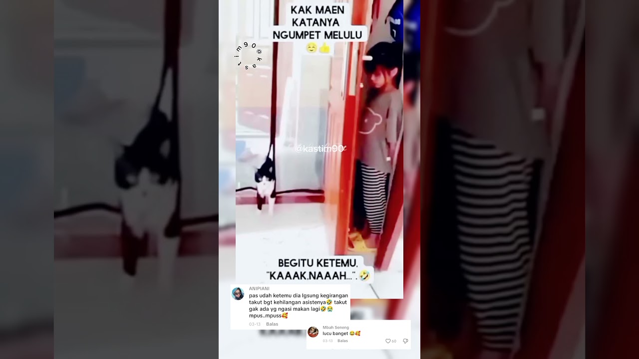 main petak umpet sama Kaka😸 #cat #kucinglucu