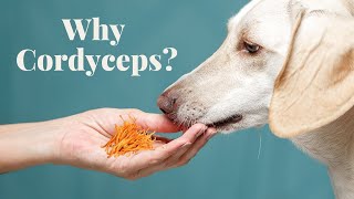 Cordyceps Benefits for Pets: Veterinarian Rob Silver Explains