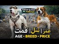 Kohat Dog Market | Age, Breed \u0026 Real dog #doglover