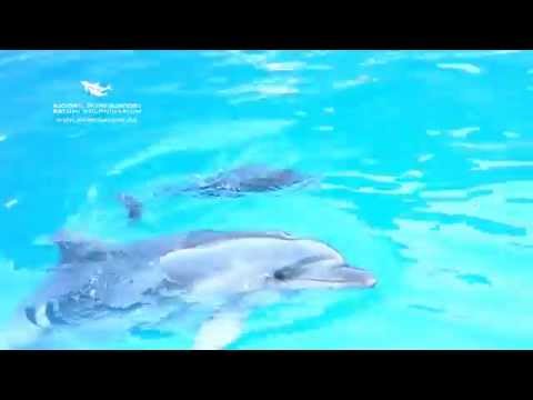 პატარა დელფინი ბათუმის დელფინარიუმში Baby Dolphin In Batumi Dolphinarium