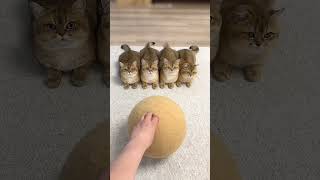 Guy Makes Adorable Hats Out of His Cats' Shed Fur! 🐱🎩#usa #pets #cat #cute #shorts #animals #viral