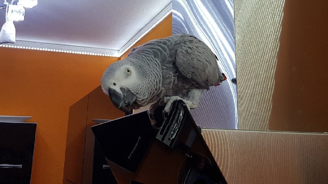 говорящий попугай рико. какаду матерится. попугай ругается видео. попугай жако матерится. попугай матерится.