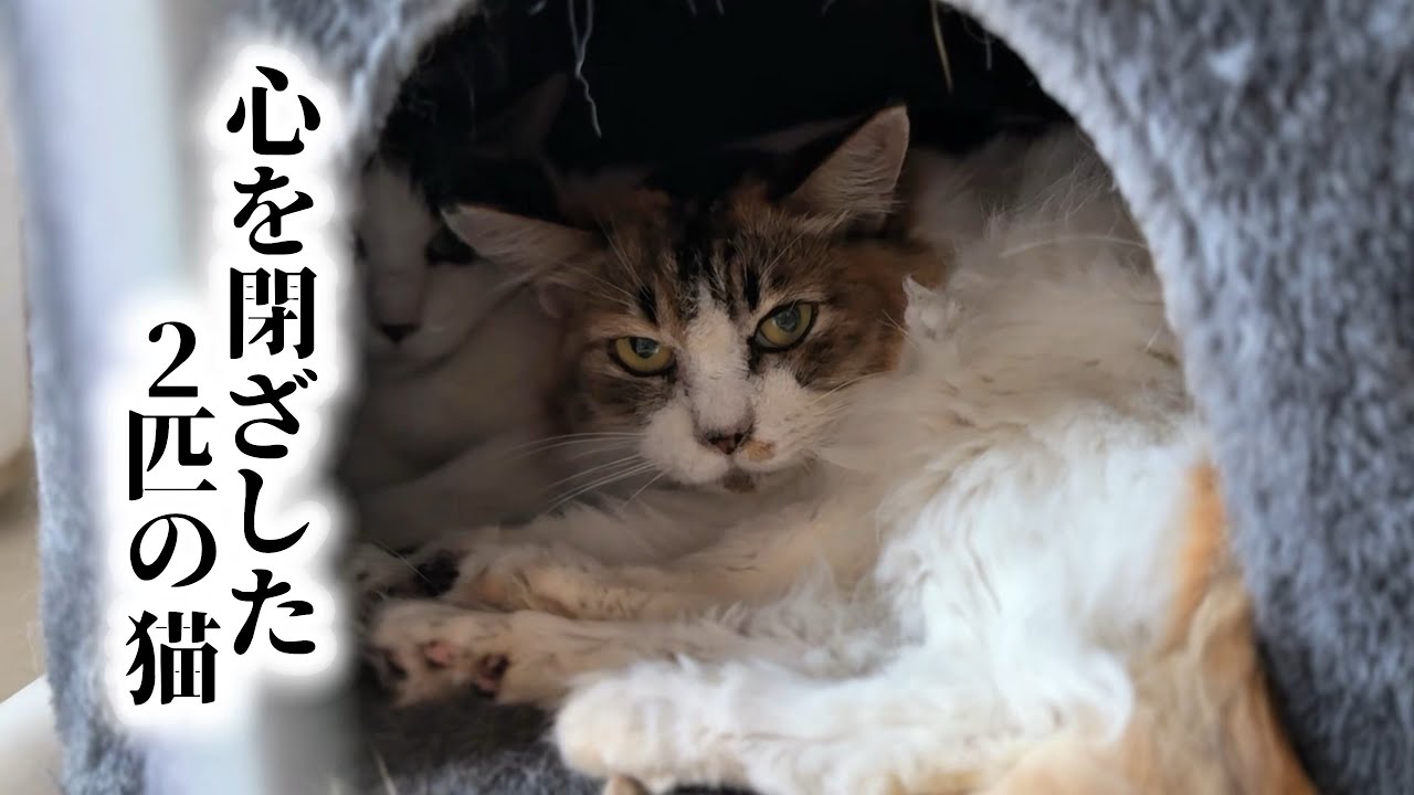 Rescued Cats: Owner Passed Away in an Accident… Taking in the Two