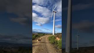 vantilatör köpke #komikbnwbb #doğa #memes #dog #köpek #windenergy #wind